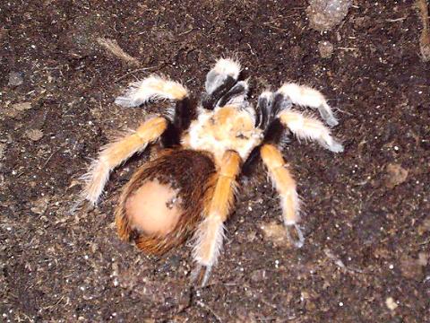 Aphonopelma bicoloratum