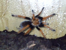 Aphonopelma bicoloratum