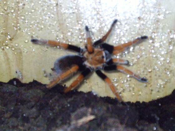 Aphonopelma bicoloratum