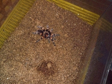 Brachypelma smithi