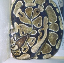 Python regius