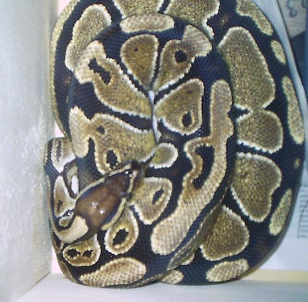 Python regius
