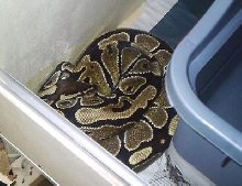 Python regius