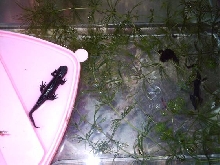 Cynops orientalis