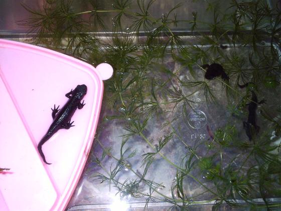 Cynops orientalis