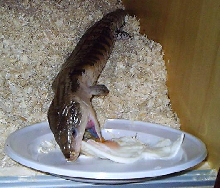 Tiliqua scincoides intermedia