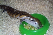Tiliqua scincoides intermedia
