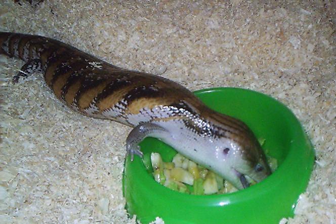 Tiliqua scincoides intermedia