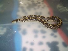 Gongylophis colubrinus