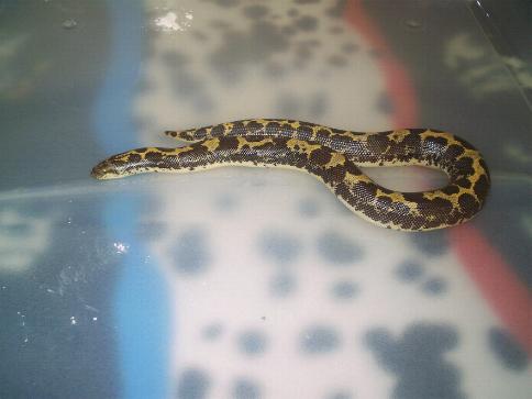 Gongylophis colubrinus