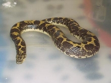 Gongylophis colubrinus