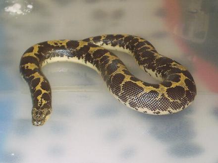 Gongylophis colubrinus
