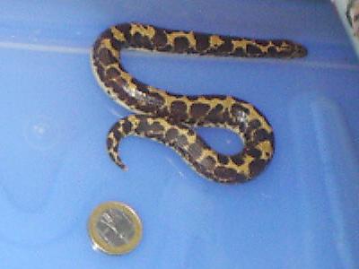Gongylophis colubrinus