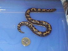 Gongylophis colubrinus