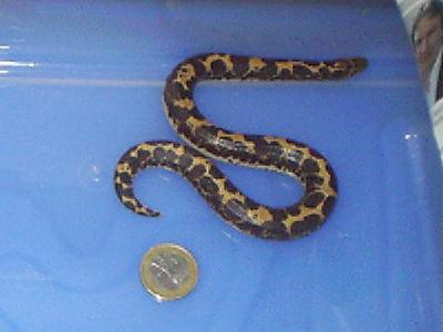 Gongylophis colubrinus