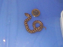 Heterodon nasicus
