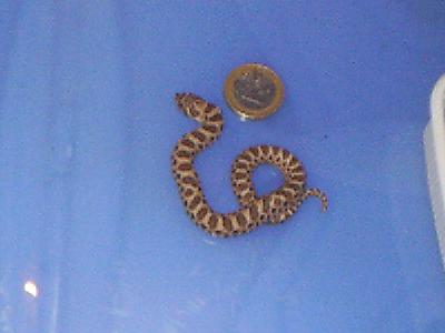 Heterodon nasicus