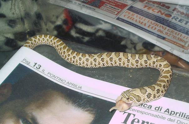 Heterodon nasicus