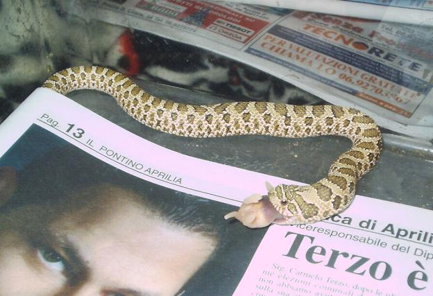 Heterodon nasicus