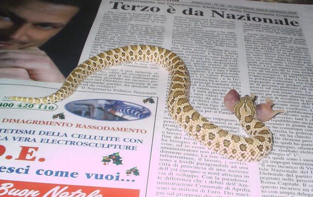 Heterodon nasicus
