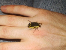 Pachnoda sinuata