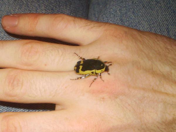 Pachnoda sinuata