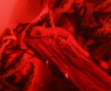 Gecko vittatus