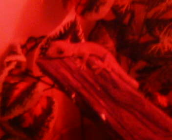 Gecko vittatus