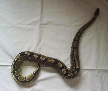 Python regius