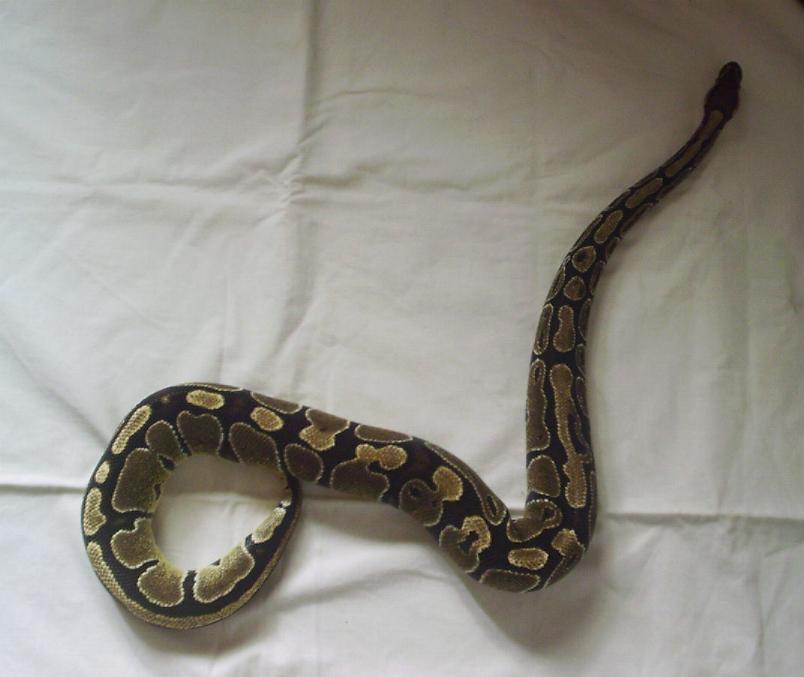 Python regius