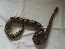 Python regius