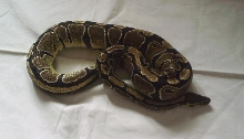 Python regius