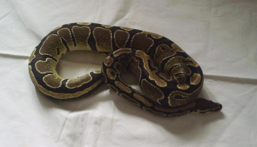 Python regius