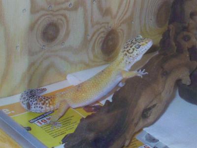Eublepharis macularius