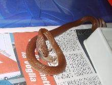 Lamprophis fuliginosus