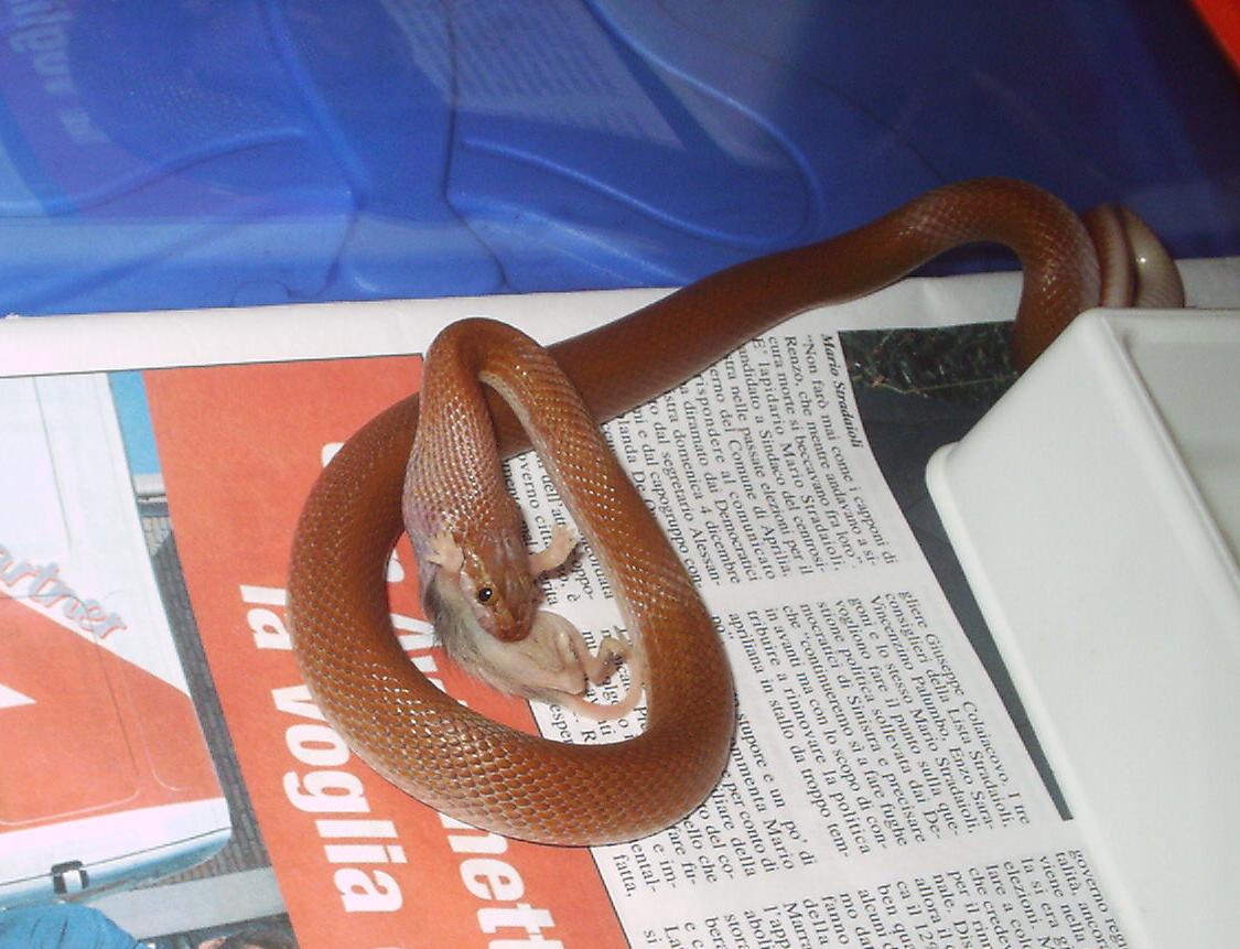 Lamprophis fuliginosus