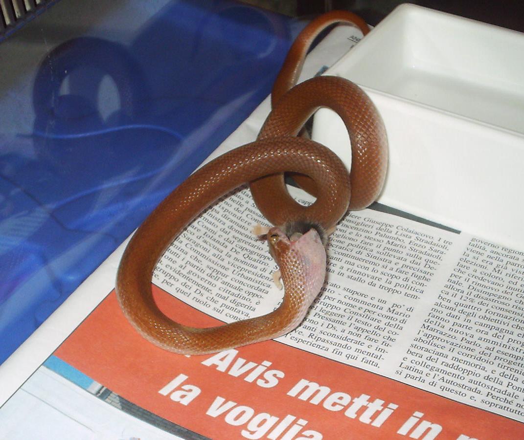 Lamprophis fuliginosus