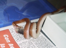 Lamprophis fuliginosus