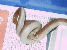 Lamprophis fuliginosus