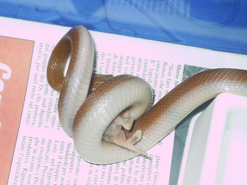 Lamprophis fuliginosus