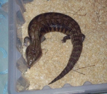 Tiliqua scincoides intermedia