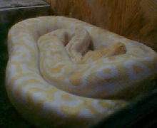 Python molurus