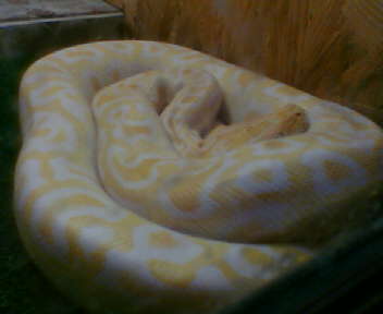 Python molurus