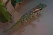 Phelsuma ornata