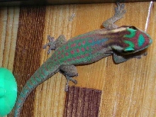 Phelsuma ornata