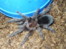 Grammostola pulchra