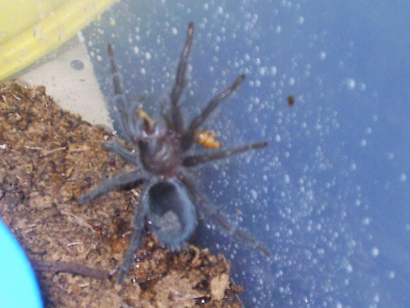 Grammostola pulchra