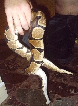 Python regius