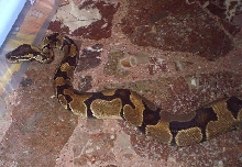 Python regius