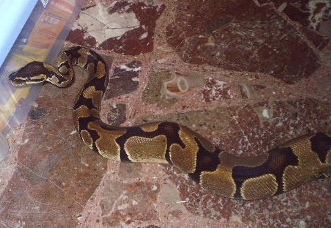 Python regius